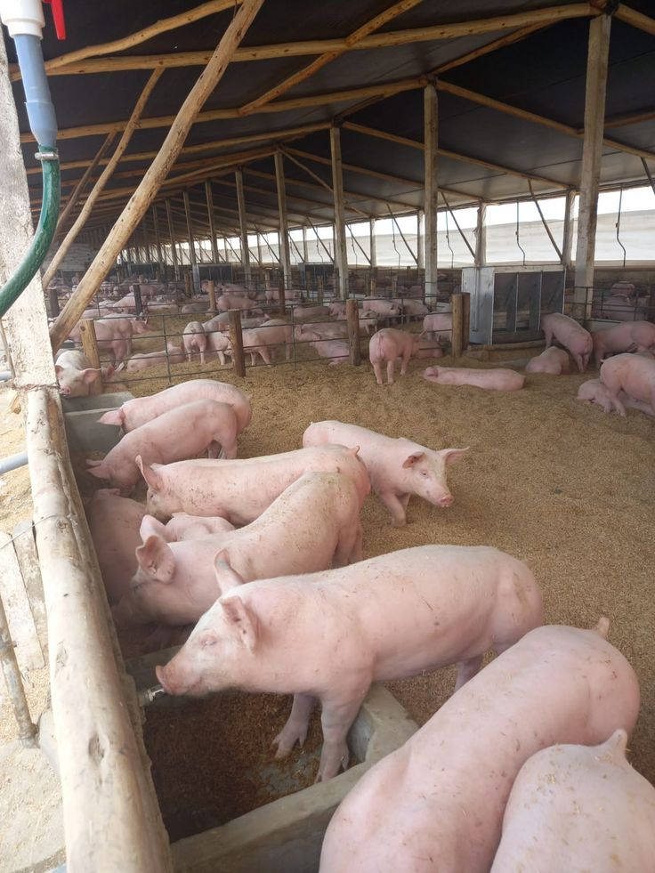 Pig Farming in Kenya: The Hidden Agribusiness Opportunity 2 Pig Farming in Kenya: The Hidden Agribusiness Opportunity