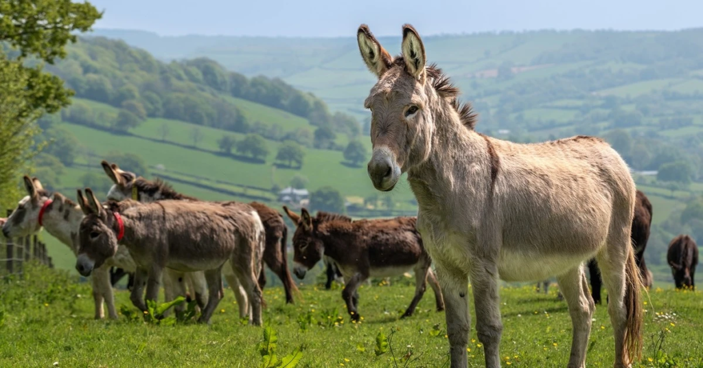 herd-of-donkeys-at-donkey-week